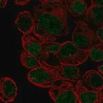 Merck Anti-HLF antibody produced in rabbit