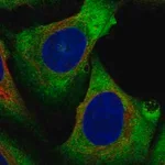 Merck Anti-EIF4A2 antibody produced in rabbit