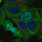 Merck Anti-KDF1 antibody produced in rabbit