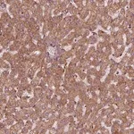 Merck Anti-FXN antibody produced in rabbit