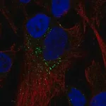 Merck Anti-RAB5B antibody produced in rabbit
