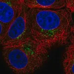 Merck Anti-PAQR4 antibody produced in rabbit