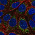 Merck Anti-MT-CYB antibody produced in rabbit