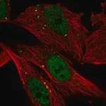 Merck Anti-CTSC antibody produced in rabbit