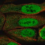 Merck Anti-PAX5 antibody produced in rabbit