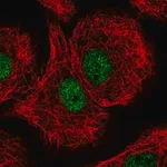 Merck Anti-DDB1 antibody produced in rabbit