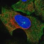 Merck Anti-SOCS3 antibody produced in rabbit