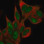 Merck Anti-COIL antibody produced in rabbit