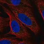 Merck Anti-MREG antibody produced in rabbit