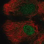 Merck Anti-DLK2 antibody produced in rabbit