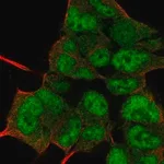 Merck Anti-PIN1 antibody produced in rabbit