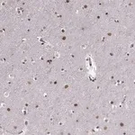 Merck Anti-RRAGD antibody produced in rabbit