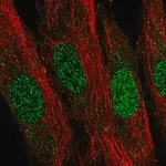 Merck Anti-LDB2 antibody produced in rabbit