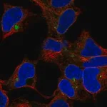 Merck Anti-CLPTM1 antibody produced in rabbit