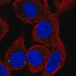 Merck Anti-CYP27C1 antibody produced in rabbit