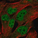 Merck Anti-LINC00493 antibody produced in rabbit