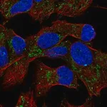Merck Anti-EML6 antibody produced in rabbit