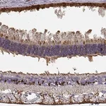 Merck Anti-RLBP1 antibody produced in rabbit