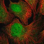 Merck Anti-GPC5 antibody produced in rabbit