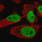 Merck Anti-SPIN1 antibody produced in rabbit