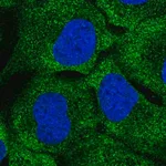 Merck Anti-DNAH7 antibody produced in rabbit