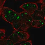 Merck Anti-TENM2 antibody produced in rabbit