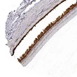 Merck Anti-RBP3 antibody produced in rabbit