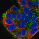Merck Anti-SDC2 antibody produced in rabbit