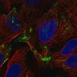 Merck Anti-ADORA1 antibody produced in rabbit
