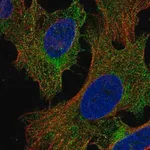 Merck Anti-PIK3R5 antibody produced in rabbit