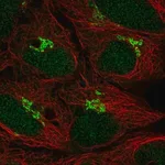 Merck Anti-TP73 antibody produced in rabbit