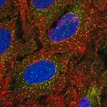 Merck Anti-TBX4 antibody produced in rabbit