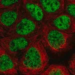 Merck Anti-CDK8 antibody produced in rabbit