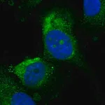 Merck Anti-UTP15 antibody produced in rabbit