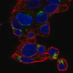 Merck Anti-NECAB3 antibody produced in rabbit