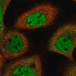 Merck Anti-ARMC8 antibody produced in rabbit