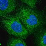 Merck Anti-EXOC1 antibody produced in rabbit