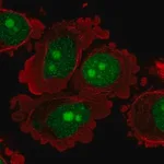 Merck Anti-C8orf59 antibody produced in rabbit