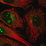 Merck Anti-NCKAP5 antibody produced in rabbit