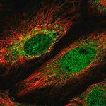 Merck Anti-HKR1 antibody produced in rabbit
