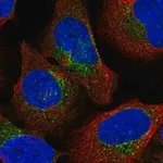 Merck Anti-ARCN1 antibody produced in rabbit