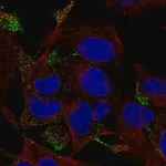 Merck Anti-RHOQ antibody produced in rabbit
