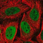 Merck Anti-KIF23 antibody produced in rabbit