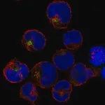 Merck Anti-PRAM1 antibody produced in rabbit