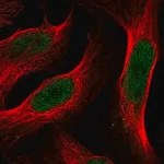Merck Anti-ANXA8 antibody produced in rabbit