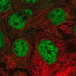 Merck Anti-NR6A1 antibody produced in rabbit