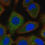 Merck Anti-FANCG antibody produced in rabbit