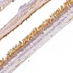 Merck Anti-GNAT1 antibody produced in rabbit