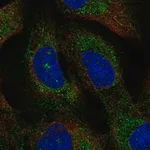 Merck Anti-TMEM212 antibody produced in rabbit