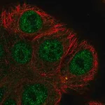 Merck Anti-ARHGEF38 antibody produced in rabbit